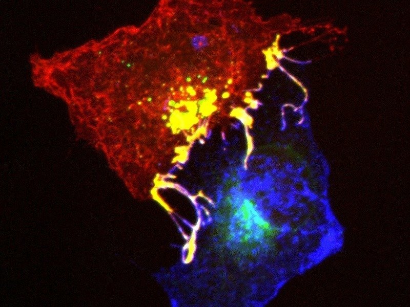 Ephrins (blue) and Ephs (red) form complexes (yellow) at cell contact points.