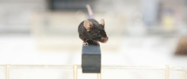 Why do researchers investigate mice?