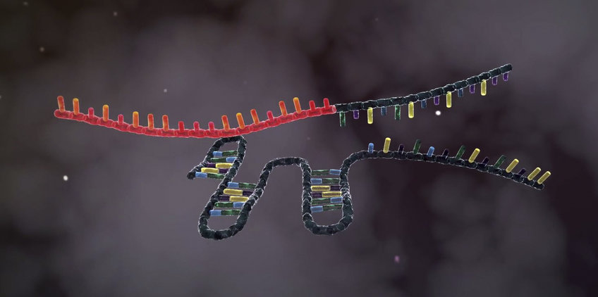 Arbeitsweise von CRISPR-Cas9