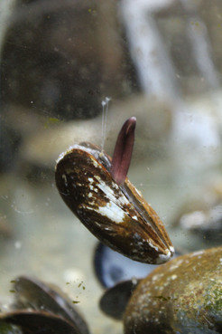  Die feinen Byssusfäden, die Muscheln in ihrem zungenförmigen Fuß produzieren, haften unter Wasser besser als jeder Klebstoff