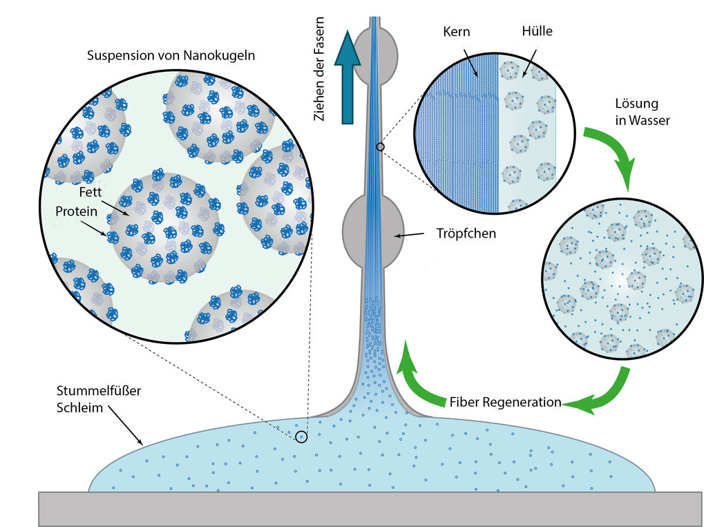  Der Schleim von Stummelfüßern enthält Nanokugeln aus Fetten und Proteinen. Scherkräfte bewirken, dass die Proteine Fasern b