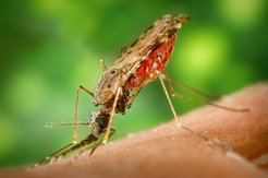 Die weibliche &lt;i&gt;Anopheles&lt;/i&gt;-Mücke (hier: &lt;i&gt;Anopheles albimanus&lt;/i&gt;) überträgt den Malaria-Erreger, den Parasiten &lt;i&gt;Plasmodium&lt;/i&gt;, auf den Mensch