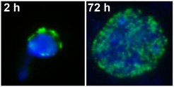 Cell nucleus of a plant seed in a dormant state (left) and after  germination (right). The DNA in the smaller nucleus (blue) is more  tightly compacted than in the larger one (green: methylated DNA).