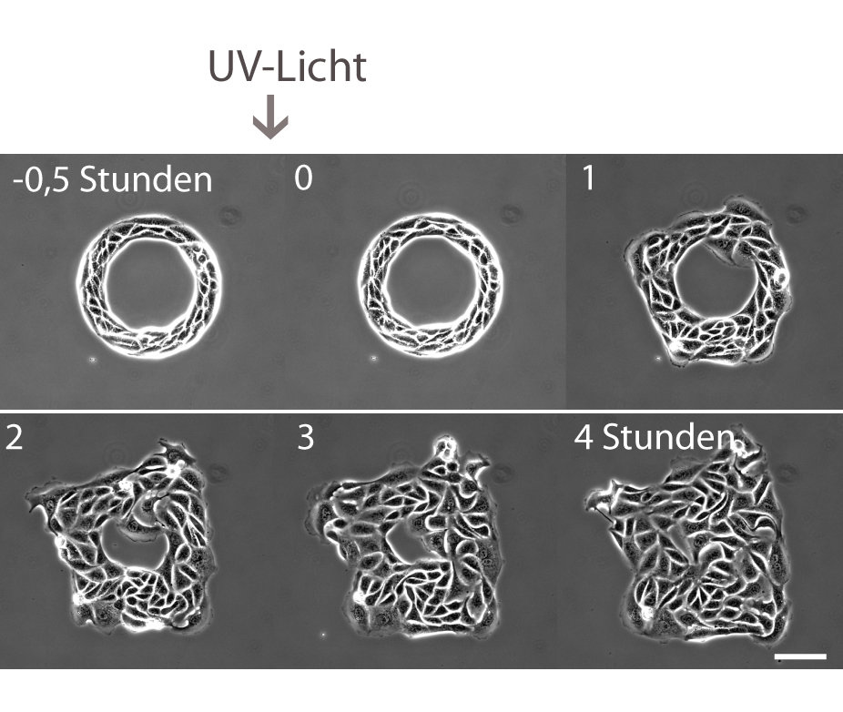 Cells on expansion course: the Stuttgart scientists initially only released a ring-shaped area of substrate, on which cells can grow, by irradiating a