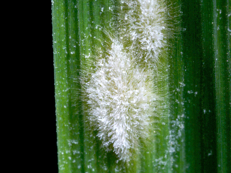 Sexual Reproduction Only Second Choice For Powdery Mildew Max Planck