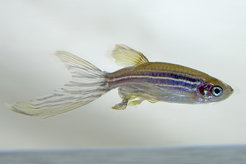 The zebrafish (Danio rerio) is a popular model organism for many questions in the field of genetics and developmental biology. © MPI f. Neurobiology