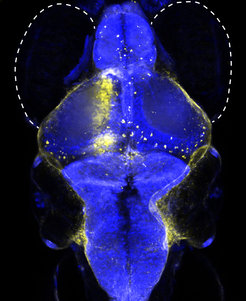 Newly discovered neuron type (yellow) helps zebrafish to coordinate its eye and swimming movements. Photo: © Max Planck Institute of Neurobiology/Kubo