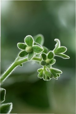 &lt;p&gt;The sequencing of the wild tomato &lt;em&gt;Solanum pennellii &lt;/em&gt;provides the basis for explaining certain plant characteristics, such as their increas