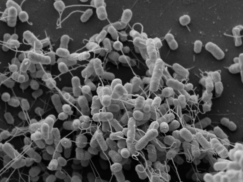 Micrografia electrónica de Acinetobacter baylyi y Escherichia coli modificadas geneticamente. La bacteria intercambia alimento por 