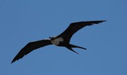 For the first time, researchers have discovered that birds can sleep in flight. Together with international colleagues, Niels Rattenborg from the Max Planck Institute for Ornithology in Seewiesen measured the brain activity of frigatebirds and found that they sleep in flight with either one cerebral hemisphere at a time or both hemispheres simultaneously.