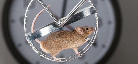 Mouse on a treadmill: The sleep-wake cycle of animals is also synchronized by internal clocks.