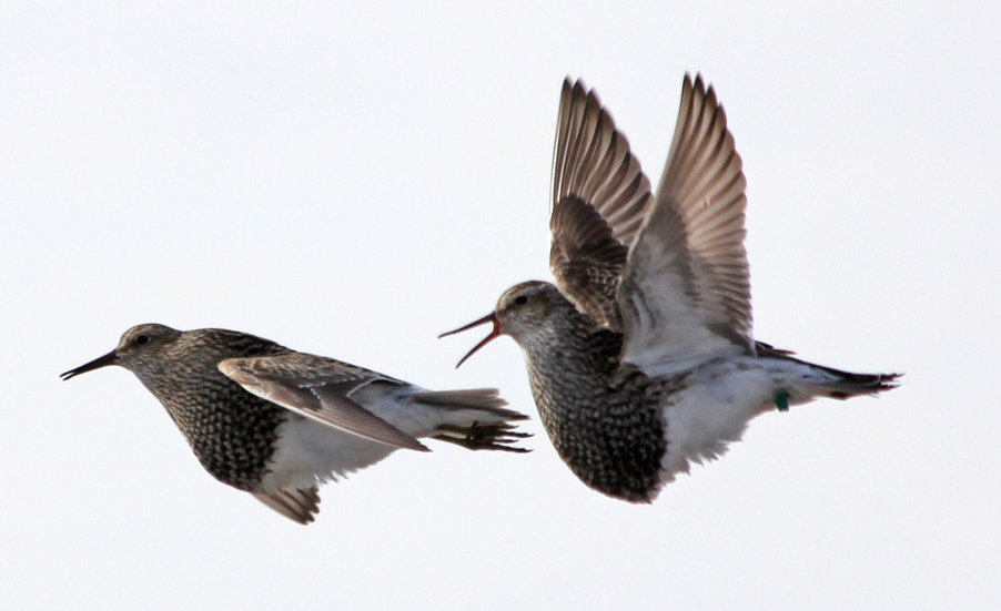 Speed Dating Promiscuous Pectoral Sandpipers Sample Breeding Sites 