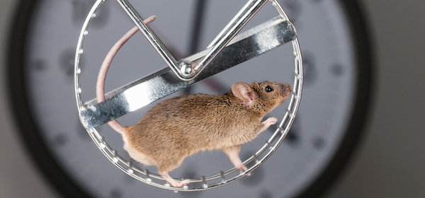Research on mice at Max Planck Institutes