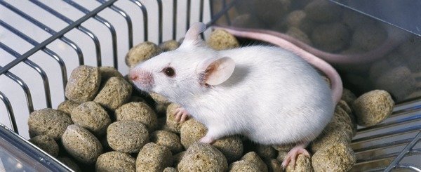 Mice: Husbandry and breeding