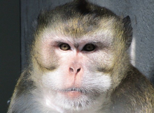 Why do researcher investigate primates?