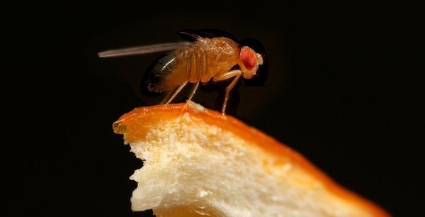 Why do scientists investigate flies?