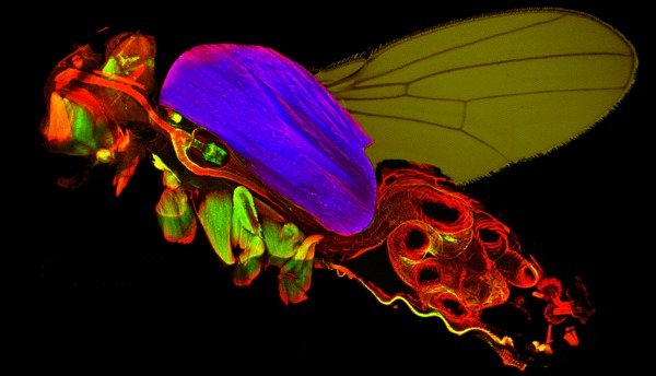 Research on flies at Max Planck Institutes