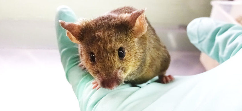 Animal research in Germany