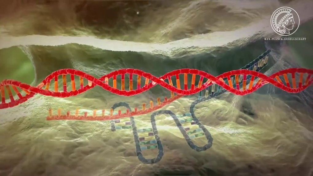 With the help of the CRISPR/Cas9 systems, the genomes of the most various organisms can be edited. But how does the new gene technology with the unpro