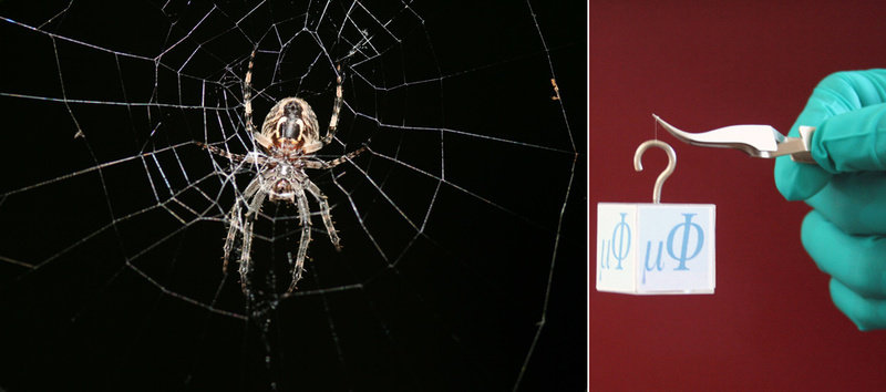 Innovation spins spider web architecture into 3D imaging technology -  Purdue University News