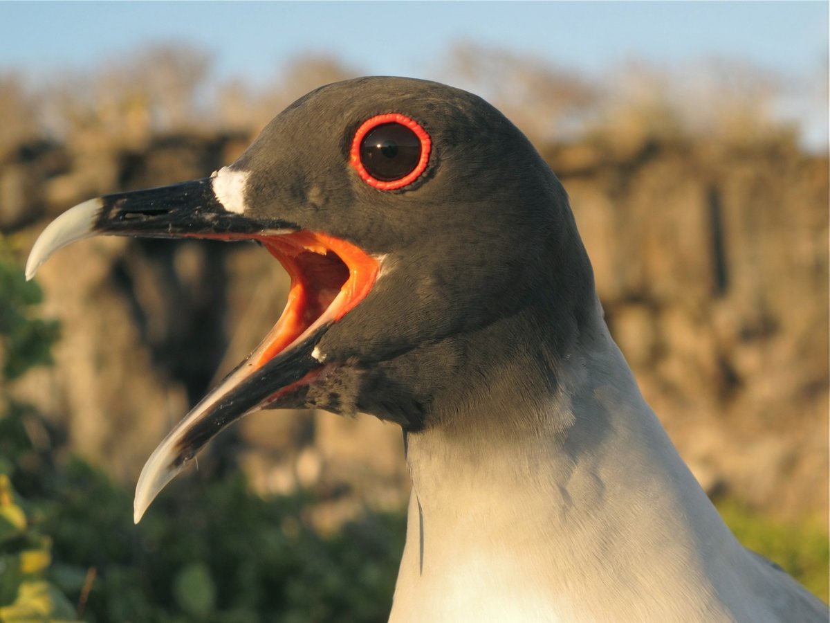 Lunar cycle determines hunting behaviour of nocturnal gulls |  Max-Planck-Gesellschaft