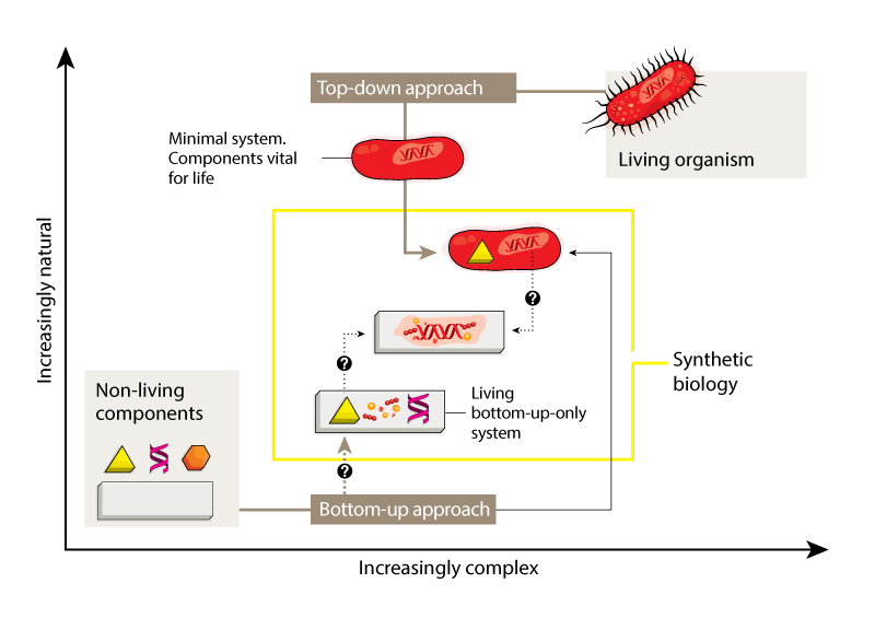 Synthetic Biology: Remixed | Max-Planck-Gesellschaft