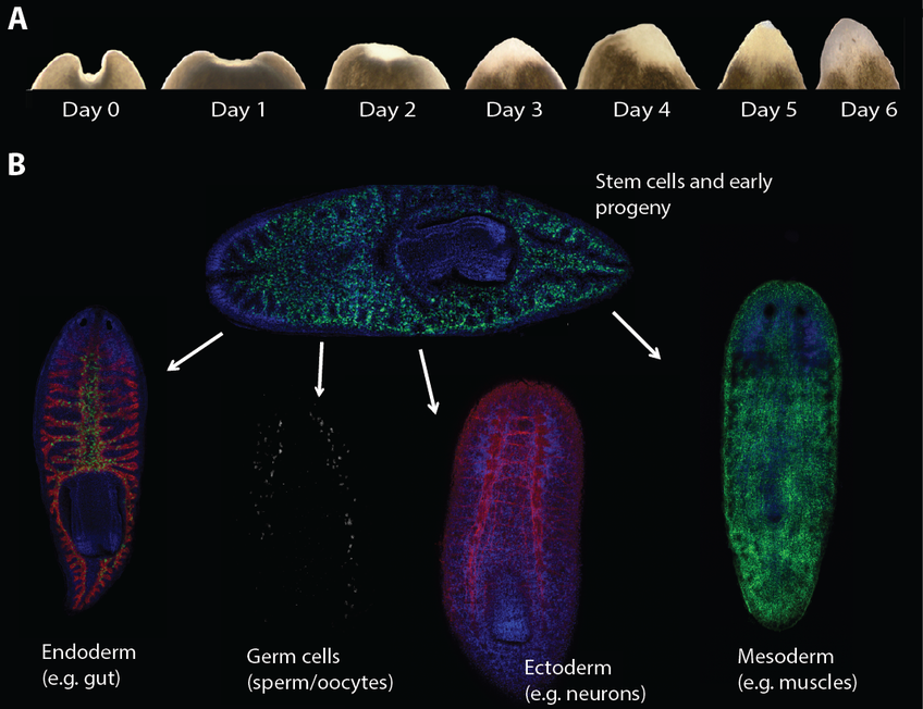 Flatworms, the masters of regeneration – but nothing can happen without  stem cells