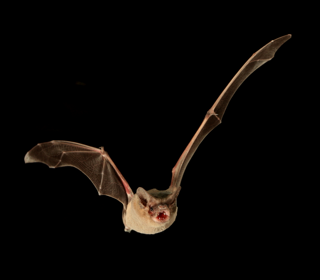 Brazilian free-tailed bat is the fastest flyer in the animal kingdom |  Max-Planck-Gesellschaft