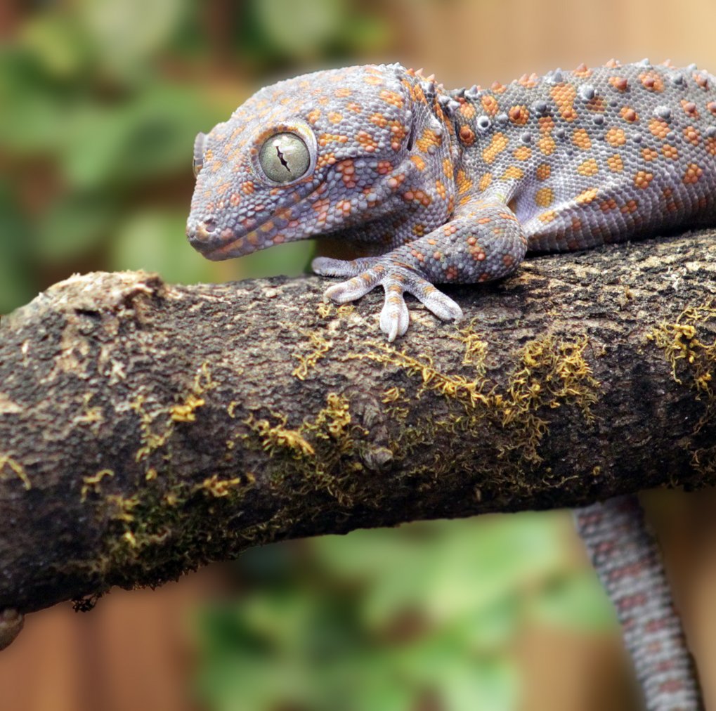 Geckos have a sophisticated vocal communication systems similar to mammals and birds.