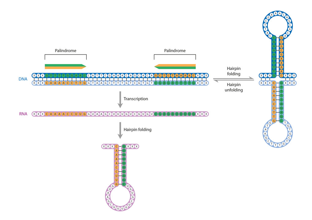 Structure of the CRISPR sequence MaxPlanckGesellschaft