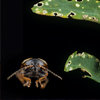 <p class="p1">A Beetle Overcomes a Plant’s Defenses</p>