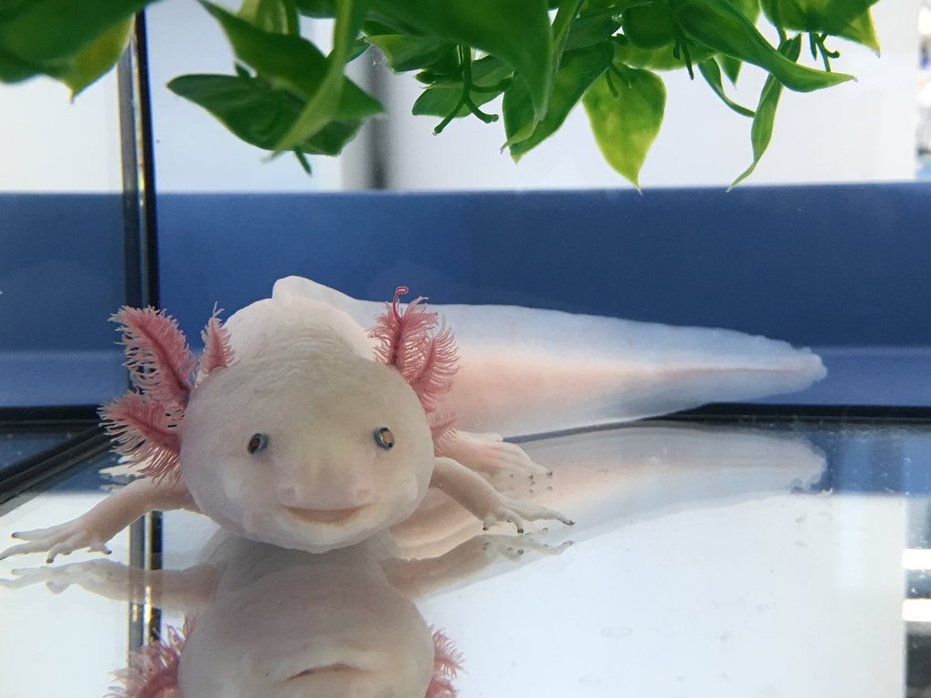 Decoding The Axolotl Genome Max Planck Gesellschaft