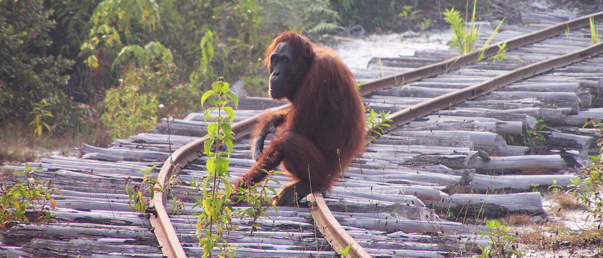 Dramatic decline of Bornean orangutans