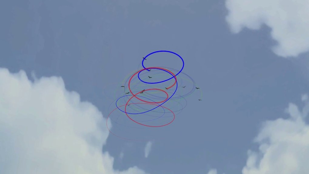 The two main behavioural strategies of storks while thermalling: thermal exploration by a leader (blue), and use of that social information in exploiting the uplift by a follower (red). Leaders are looking for the region of best updraft by flying in and out of the thermal thereby continuously varying their fly path. Followers benefit from that, because they can fly in the best region identified by the motion of the leaders. This allows them to circle more regularly (video playback is 6x real time).