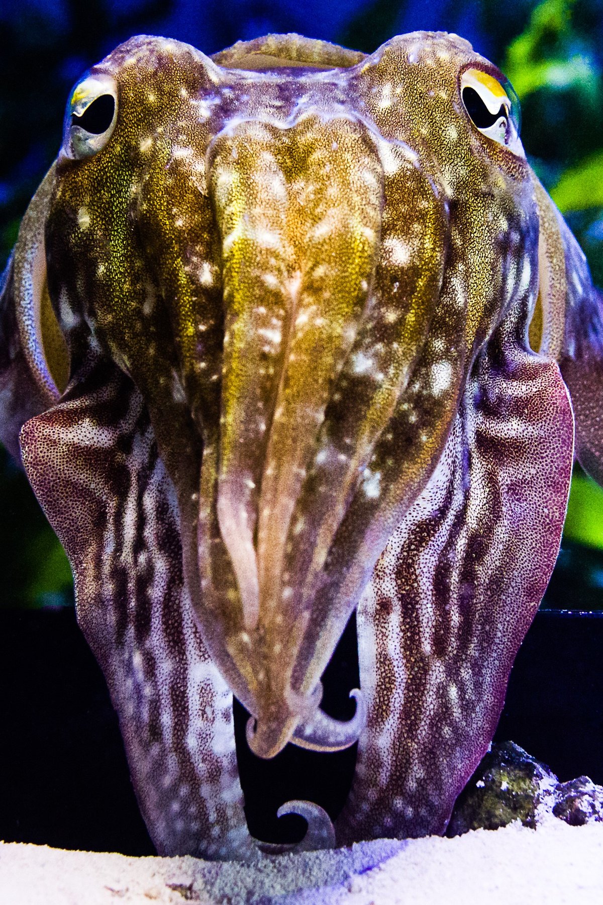Elucidating cuttlefish camouflage | Max-Planck-Gesellschaft