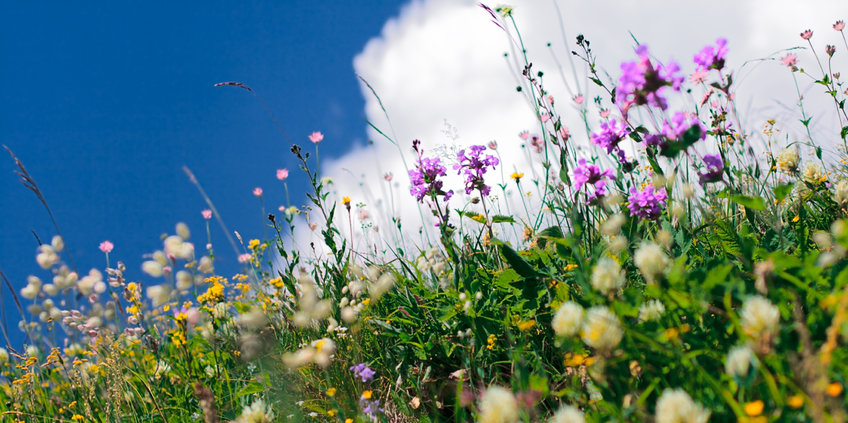 Auf diesem Bild sieht man eine Blumenwiese im Sommer vor blauen Himmel mit wenigen Wolken.
