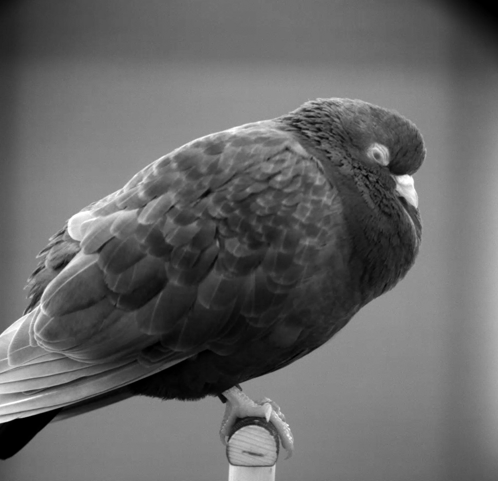 A deeper look inside the sleeping bird brain