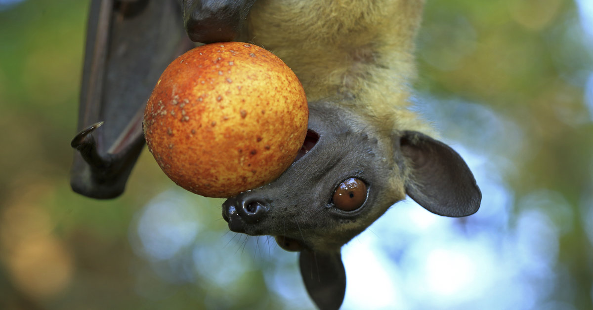 Entrelazamiento menta capacidad Fruit bats are reforesting African woodlands | Max-Planck-Gesellschaft