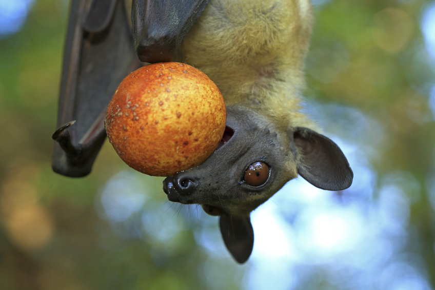 Straw-coloured fruit bats love fruits above everything, for example date palms and mangos - or, as in this case, sugar plums c). However, they do not eat the whole fruit, but press out the juice and spit out the pulp. The nectar of Baobab trees is also on their menu.