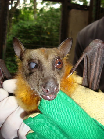 fruit bats as pets