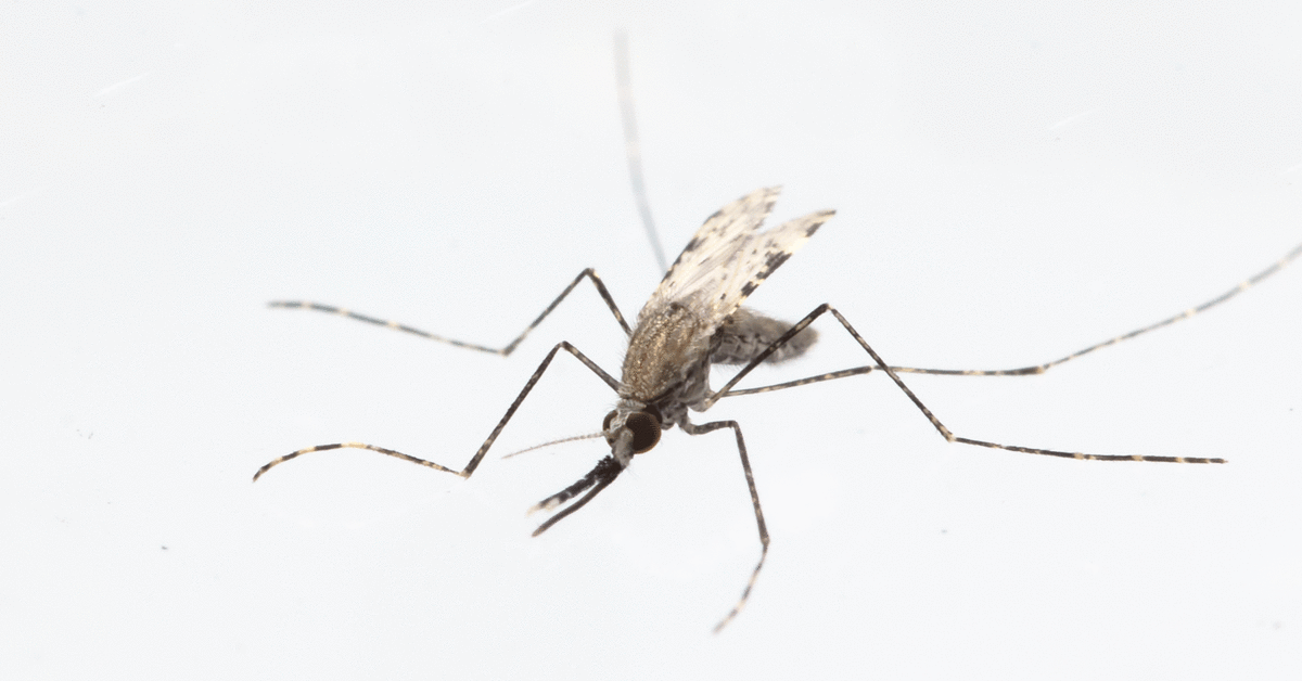 Malaria: It's all about the mosquito | Max-Planck-Gesellschaft