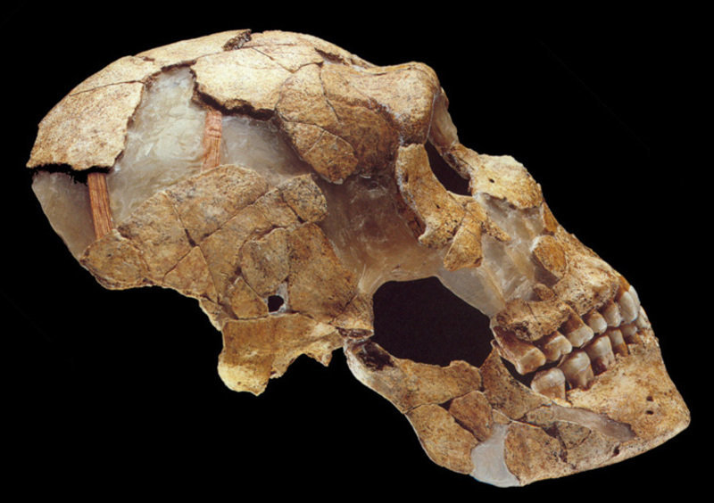 Der Schädel eines Neandertalers