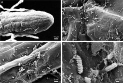 Bakterien im Auto: Mikroben-Biotop Becherhalter - FOCUS online