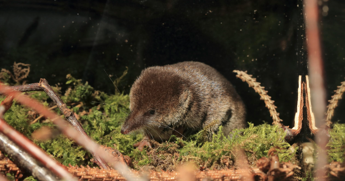 Shrinking instead of growing: how shrews survive the winter |  Max-Planck-Gesellschaft