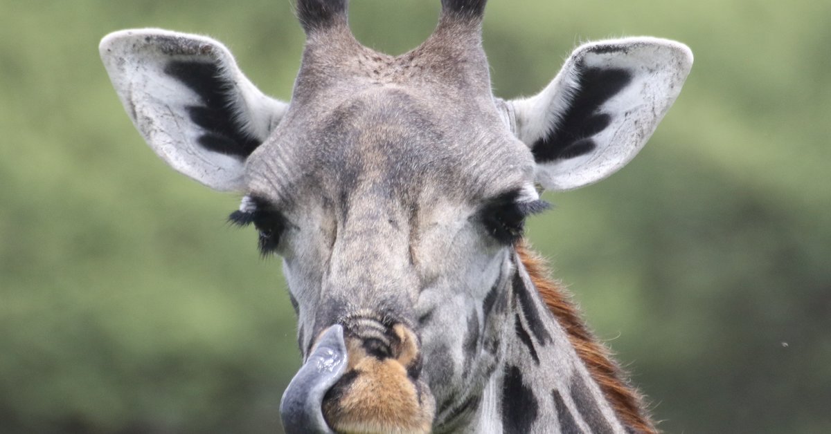 Humans disrupt giraffes' social system | Max-Planck-Gesellschaft