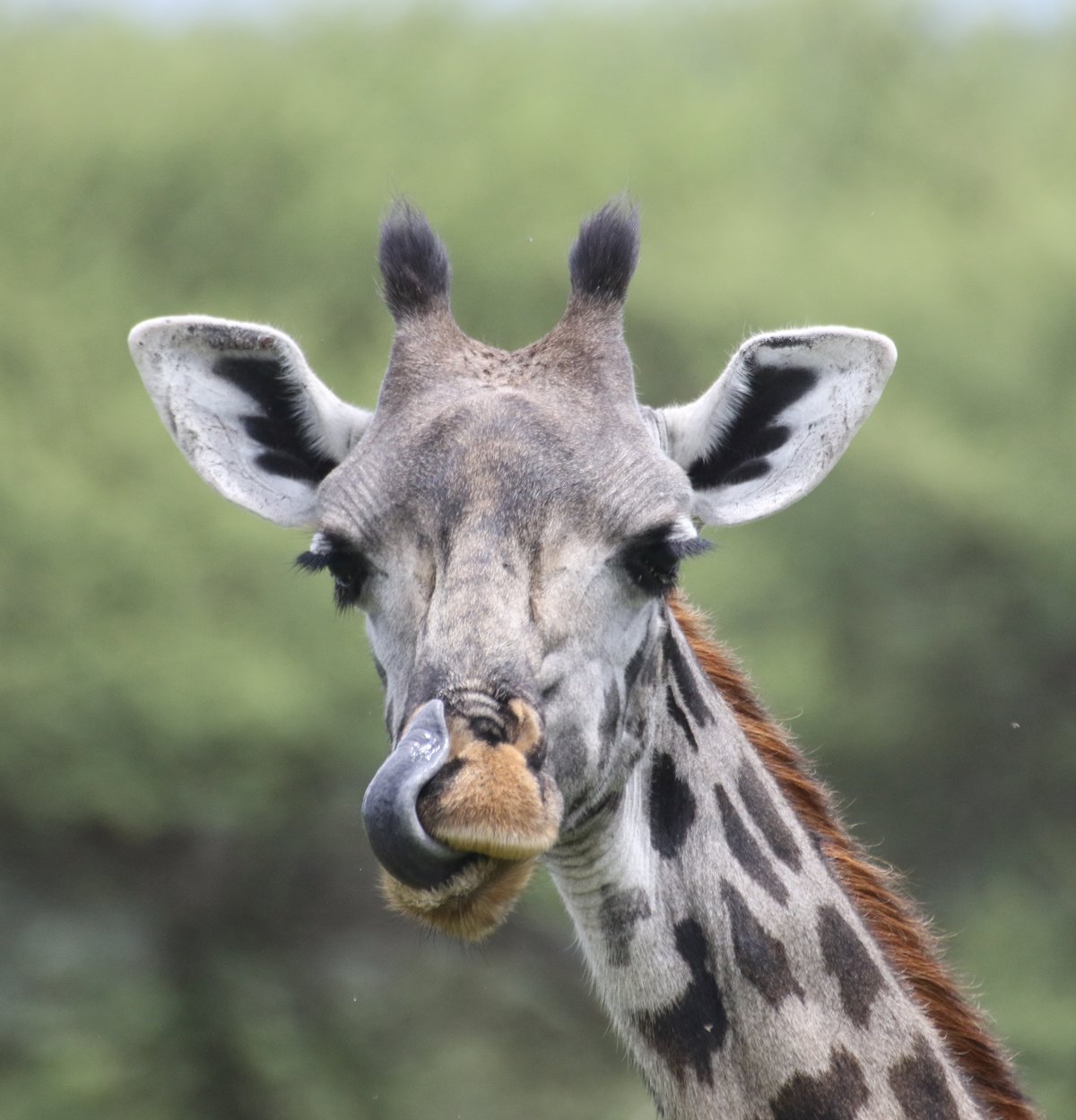 Humans disrupt giraffes' social system | Max-Planck-Gesellschaft