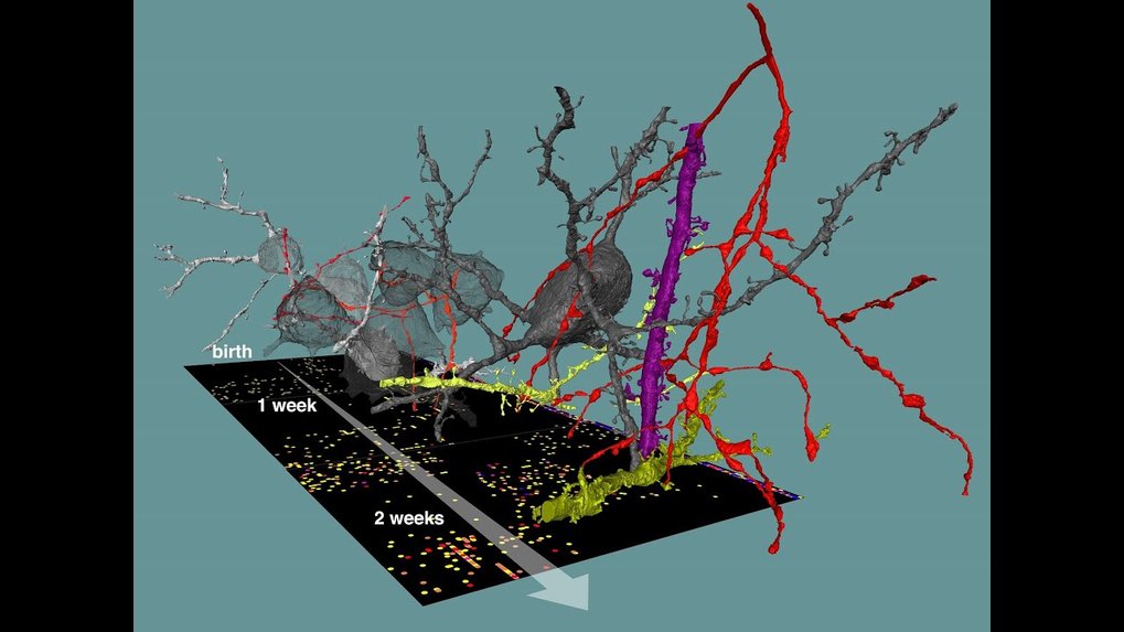 Researchers use connectomic mapping in the developing cortex to uncover developmental wiring rules.