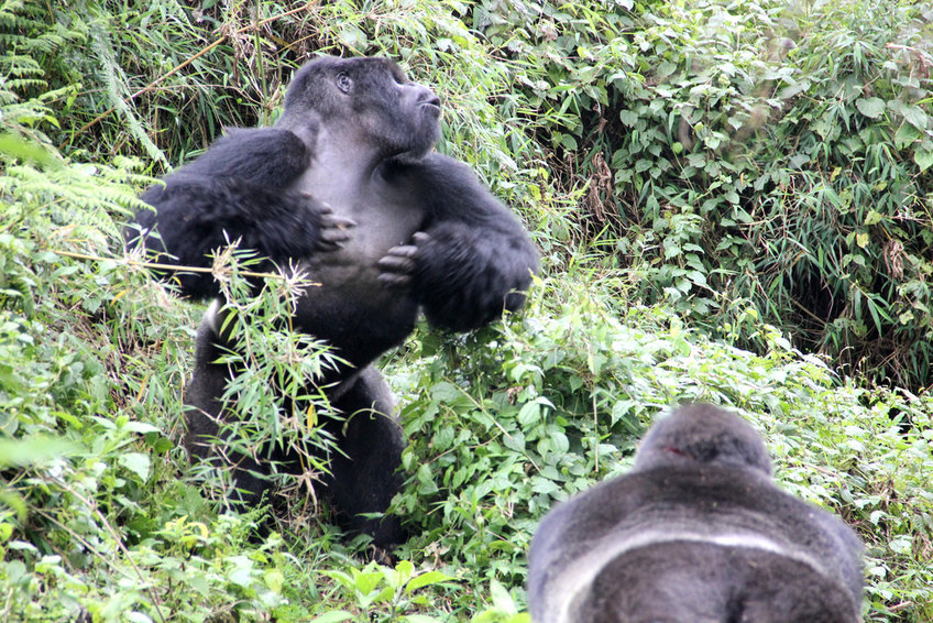 Stor mængde spænding Koge Gorillas don't bluff when they chest beat: honest signalling indicates body  size | Max-Planck-Gesellschaft
