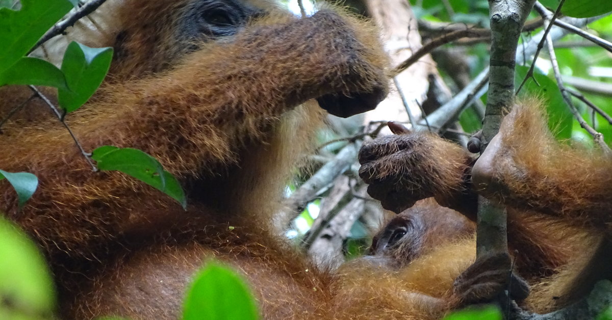 Orangutan mothers help offspring to learn | Max-Planck-Gesellschaft