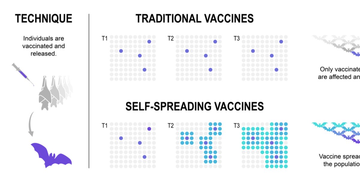 Animal vaccines with self-spreading viruses | Max-Planck-Gesellschaft